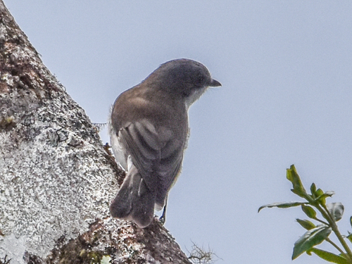 Brown-backed Whistler (Pachycephala modesta), photo 4