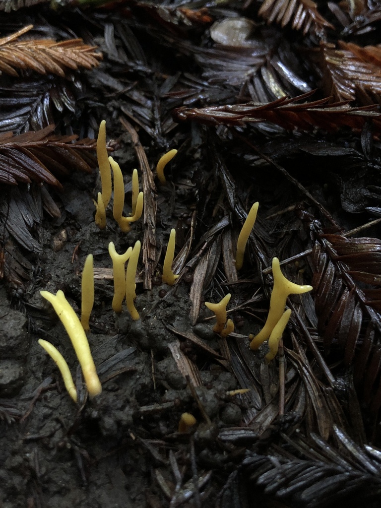 Clavulinopsis sp. 'CA08'