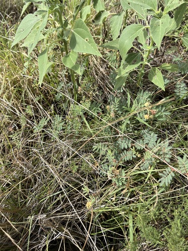 Image of Desmanthus cooleyi by no rights reserved