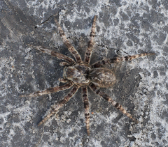 Lycosa singoriensis