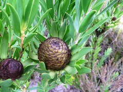 Leucadendron elimense vyeboomense