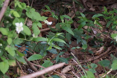 Disporum sessile