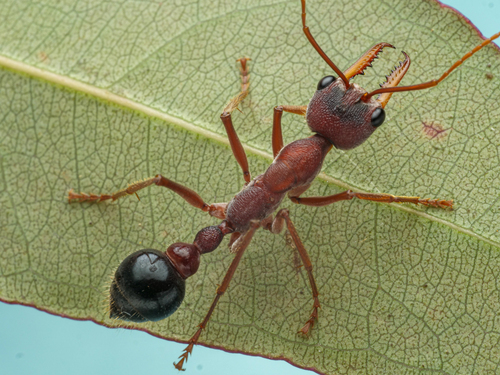 花头牛蚁Myrmecia picticeps