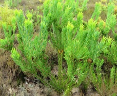 Leucadendron elimense vyeboomense