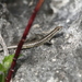 New Caledonian Shore Skink - Photo (c) Lennart Hudel, some rights reserved (CC BY), uploaded by Lennart Hudel