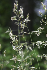 Festuca hallii