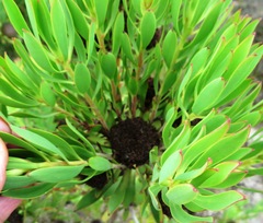 Leucadendron elimense vyeboomense