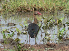 Spur-Winged Goose photo 5