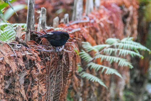 White-winged Robin (Melanodryas sigillata), photo 10