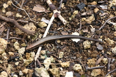 Caledoniscincus austrocaledonicus