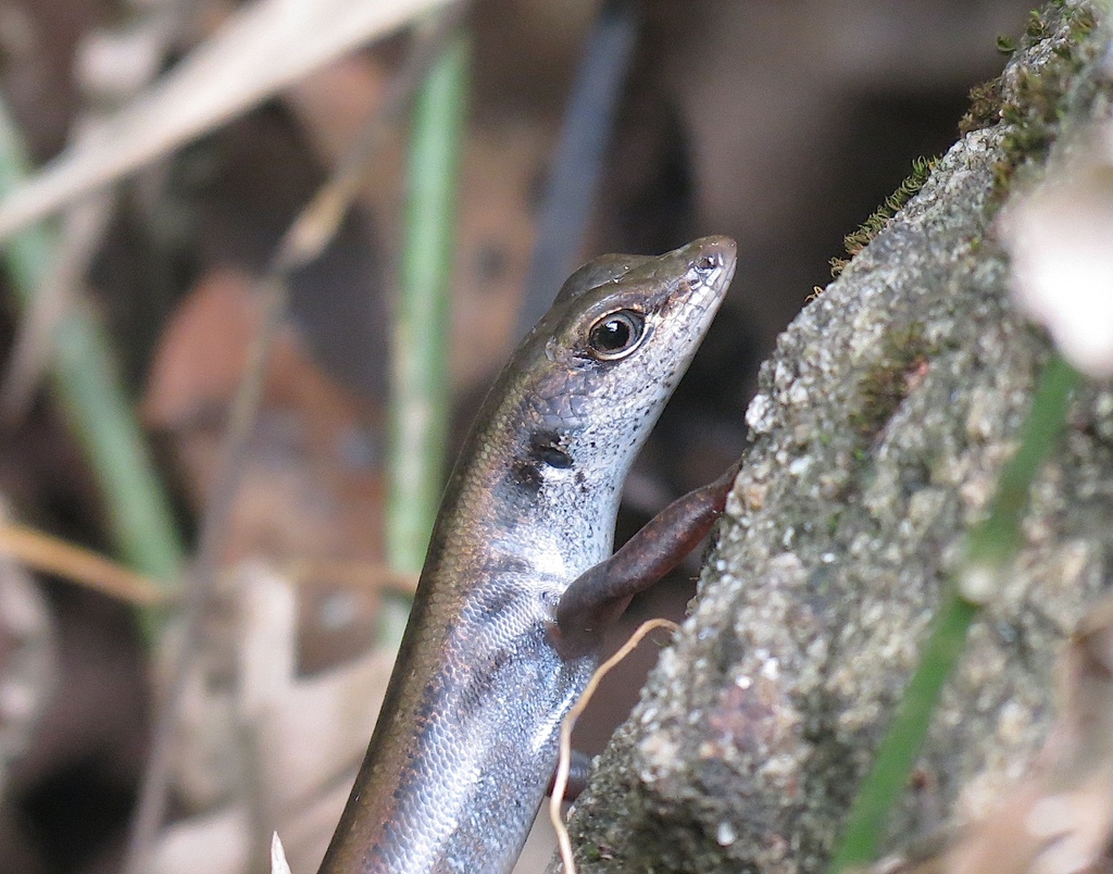 Asian Forest Skinks from Tamil Nadu Agricultural University, P N Pudur ...