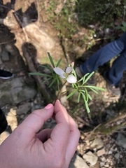 Cardamine dissecta