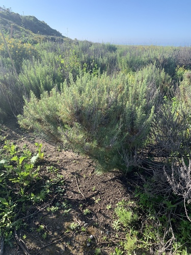 Artemisia californica