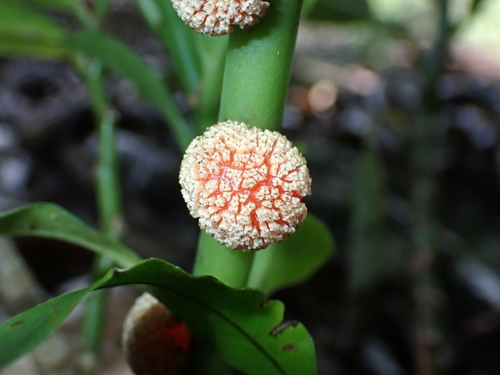 Procris pedunculata