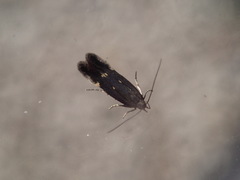 Aproaerema anthyllidella