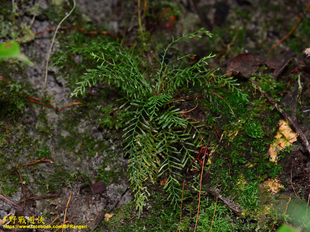 Calymmodon clavifer