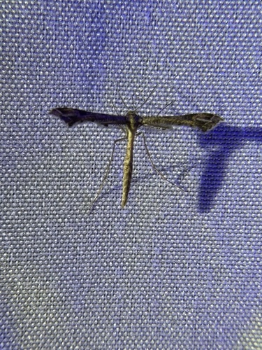 Lantana Plume Moth photo 3