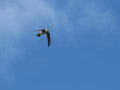 Aeronautes andecolus