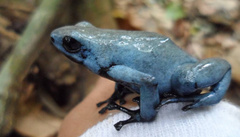 Splash-Backed Poison Frog photo 3