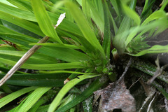 Carex tonsa tonsa