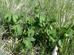 Aristolochia pallida