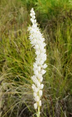 Bulbinella trinervis