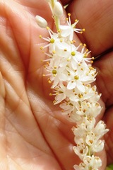 Bulbinella trinervis