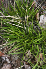 Carex tonsa tonsa