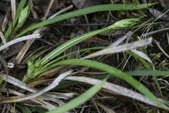 Carex backii