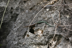 Emoia cyanura