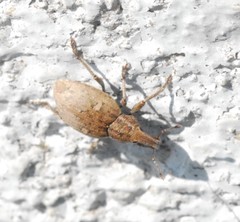 Graptus triguttatus