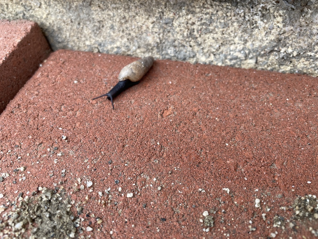 Decollate Snail from La Bonita Ave, Perris, CA, US on November 18, 2023