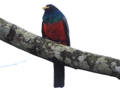 Trogon comptus