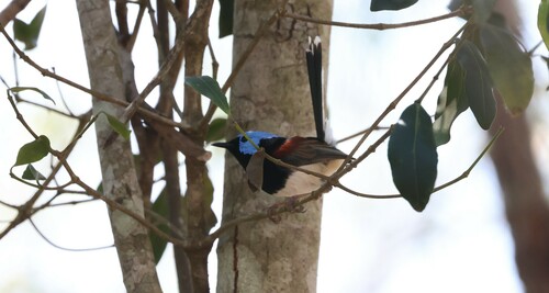 Lovely Fairywren (Malurus amabilis), photo 8