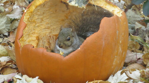 Eastern Gray Squirrel photographed in Minnesota