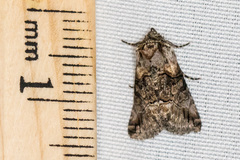 Abrostola microvalis