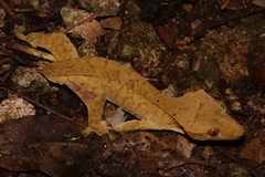 Correlophus ciliatus