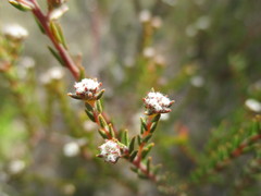 Phylica stenopetala