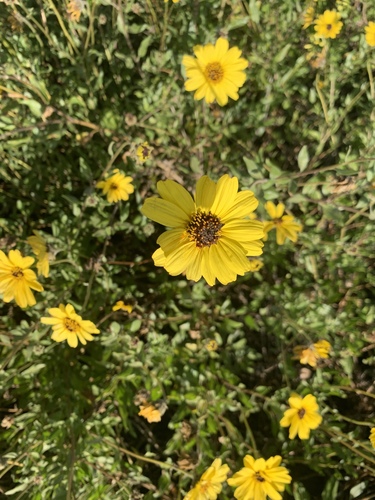 Encelia californica