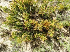 Erica maritima