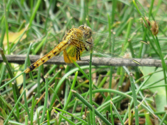 Erythrodiplax corallina