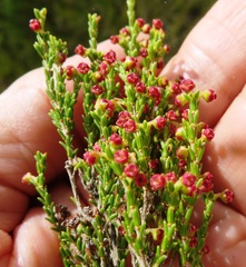 Erica maritima