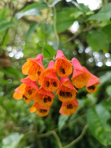 Bomarea multiflora (Bomarea multiflora)