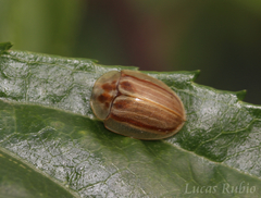 Anacassis fuscata