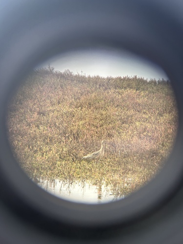 iNaturalist observation photo of Long-billed Curlew