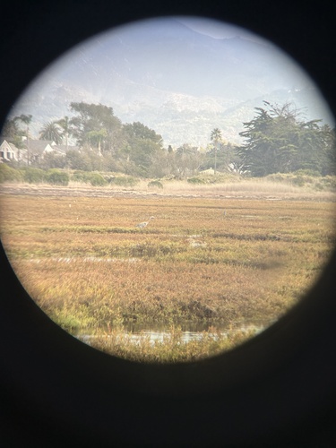iNaturalist observation photo of Great Blue Heron