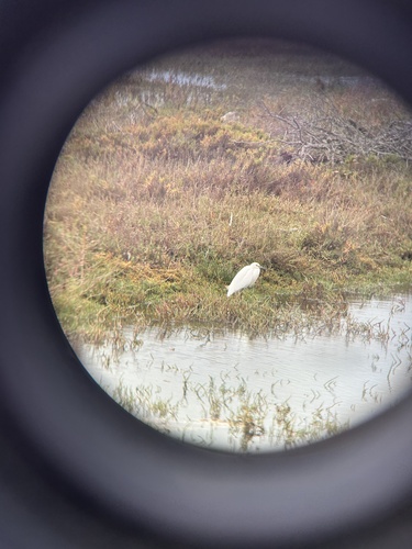 iNaturalist observation photo of Snowy Egret