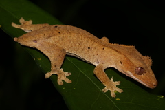 Correlophus ciliatus