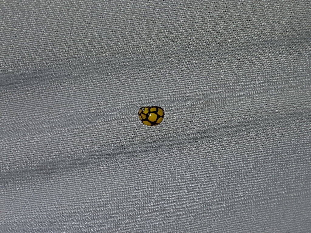 Cyrea tredecimguttata