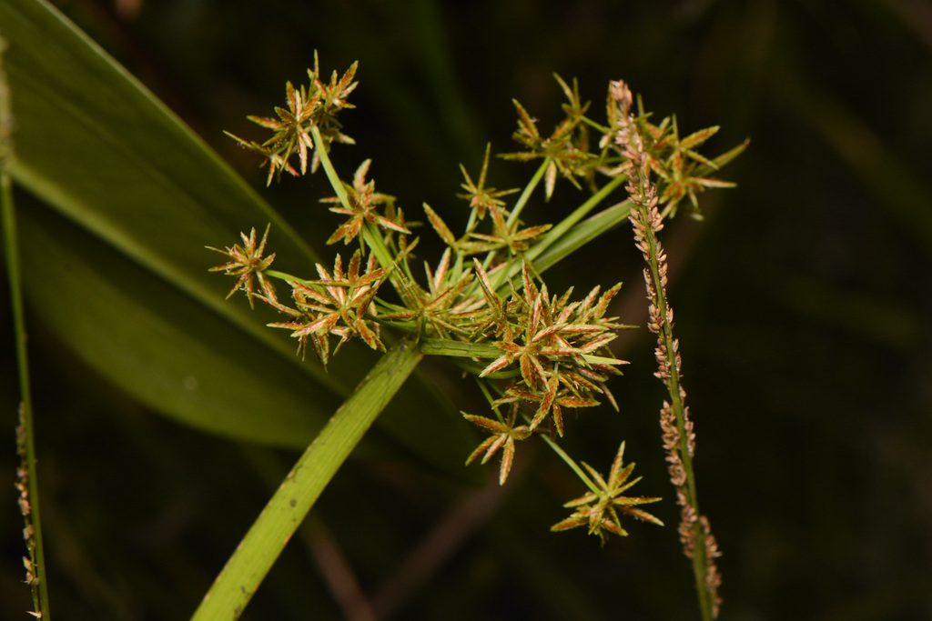 Haspan Flatsedge